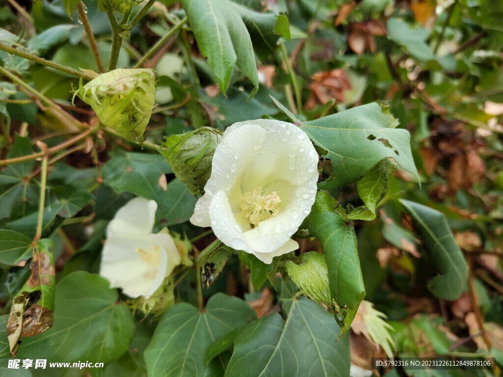 带着露水的花