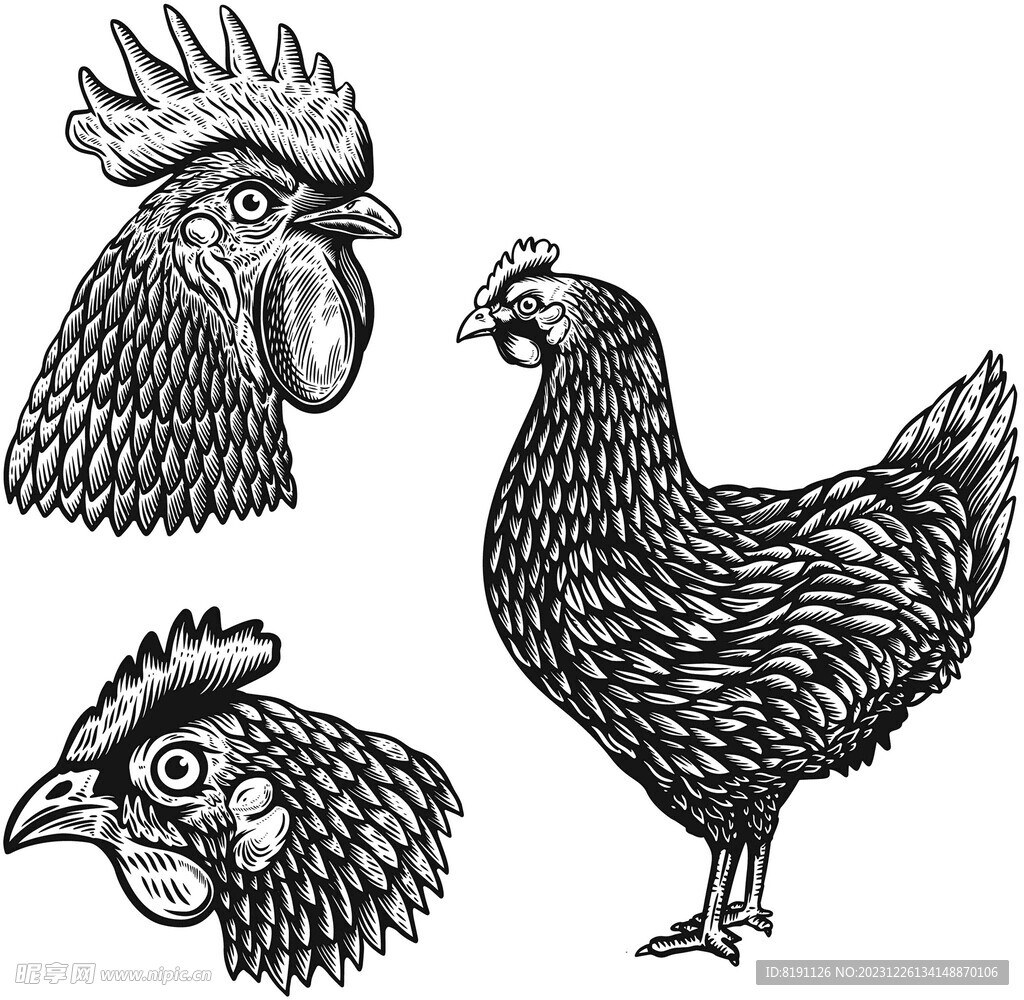 公鸡母鸡版画雕刻矢量图