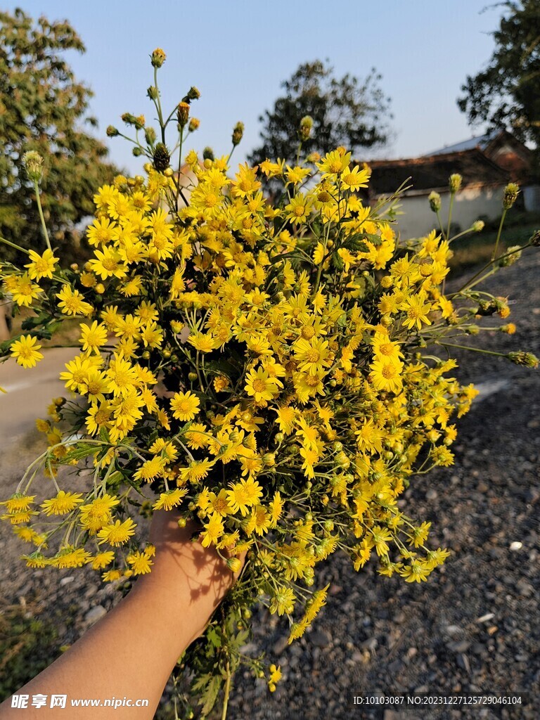 一把野菊花