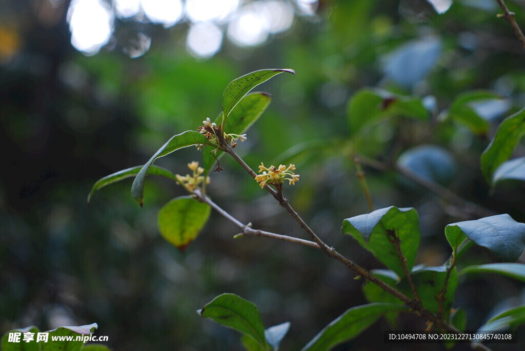 桂花树