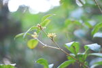 桂花