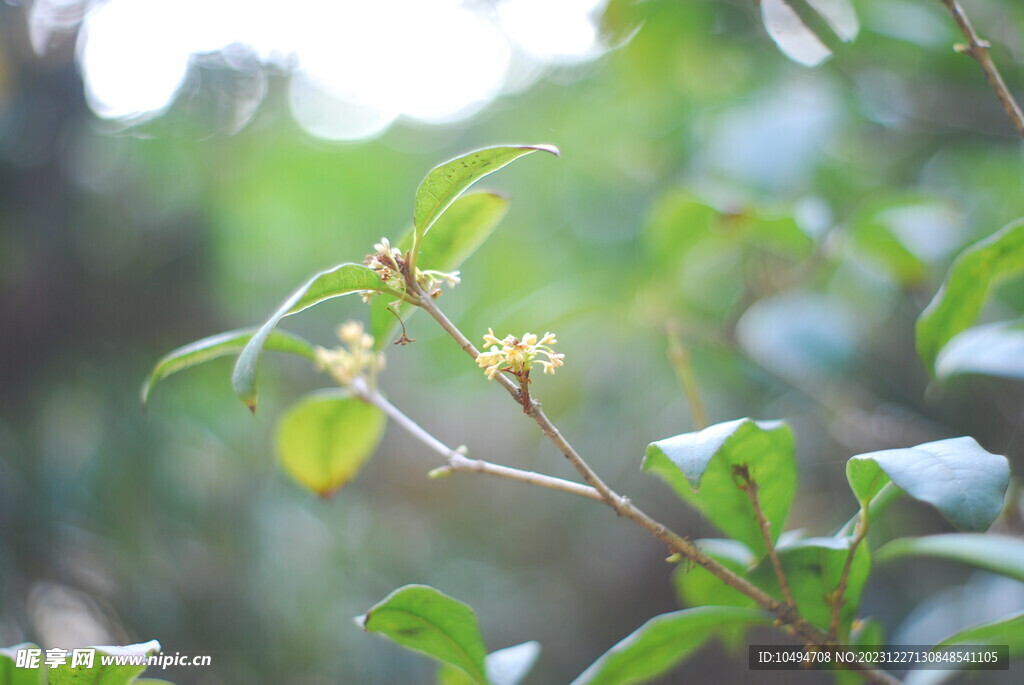 桂花