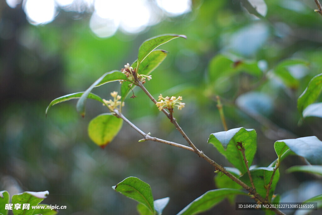 桂花树