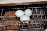 绿壳蛋鸡养殖