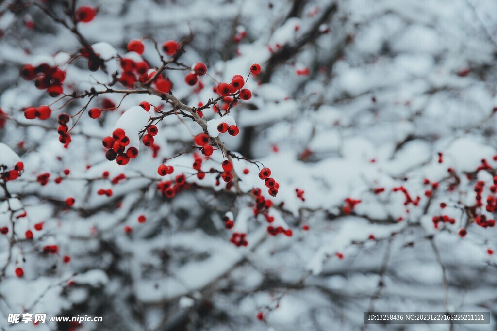 白雪红梅