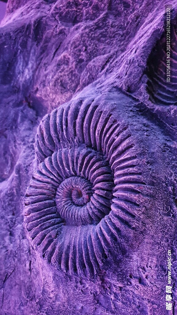 生物化石