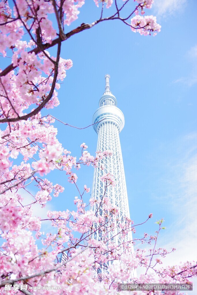 樱花电视塔