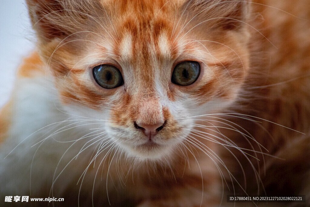 猫