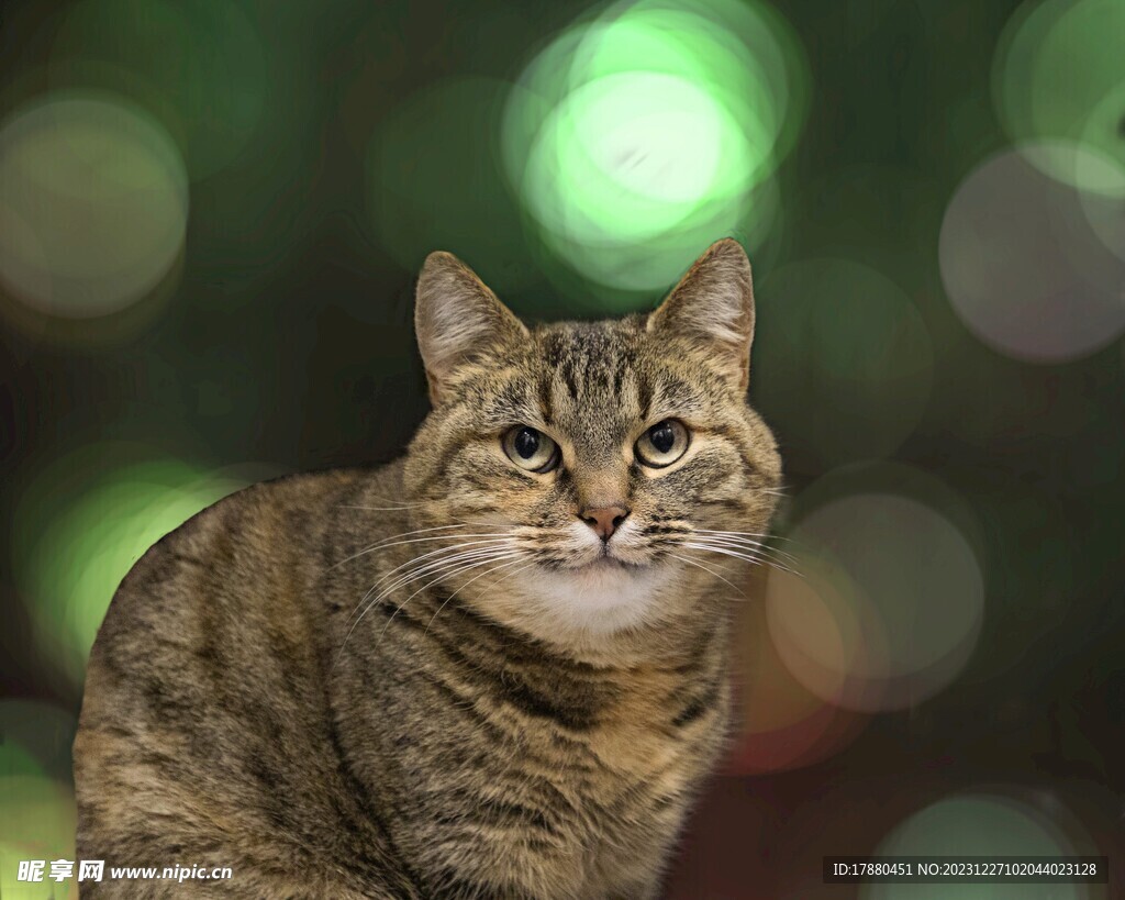 猫