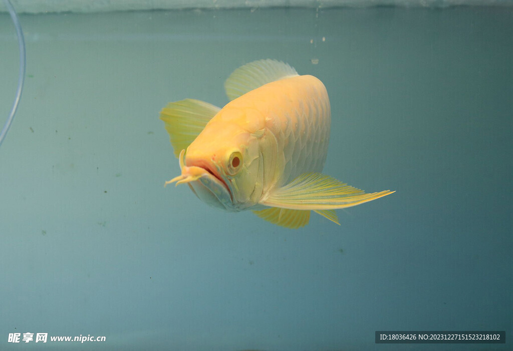 金龙鱼水族观赏鱼壁纸摄影