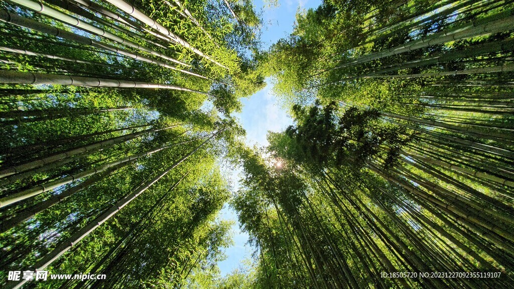 森林竹子美景
