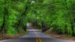 林间公路美景