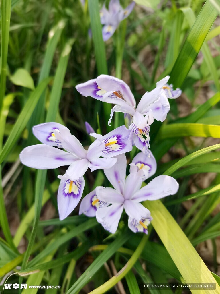 小花鸢尾   花草