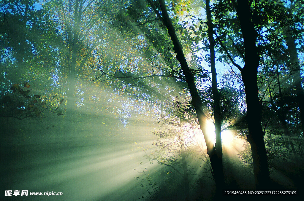 阳光照射穿透绿色树林