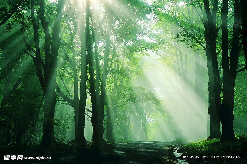 阳光照射森林