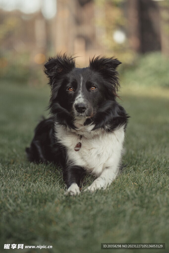 狗
