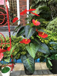 塑料花烛