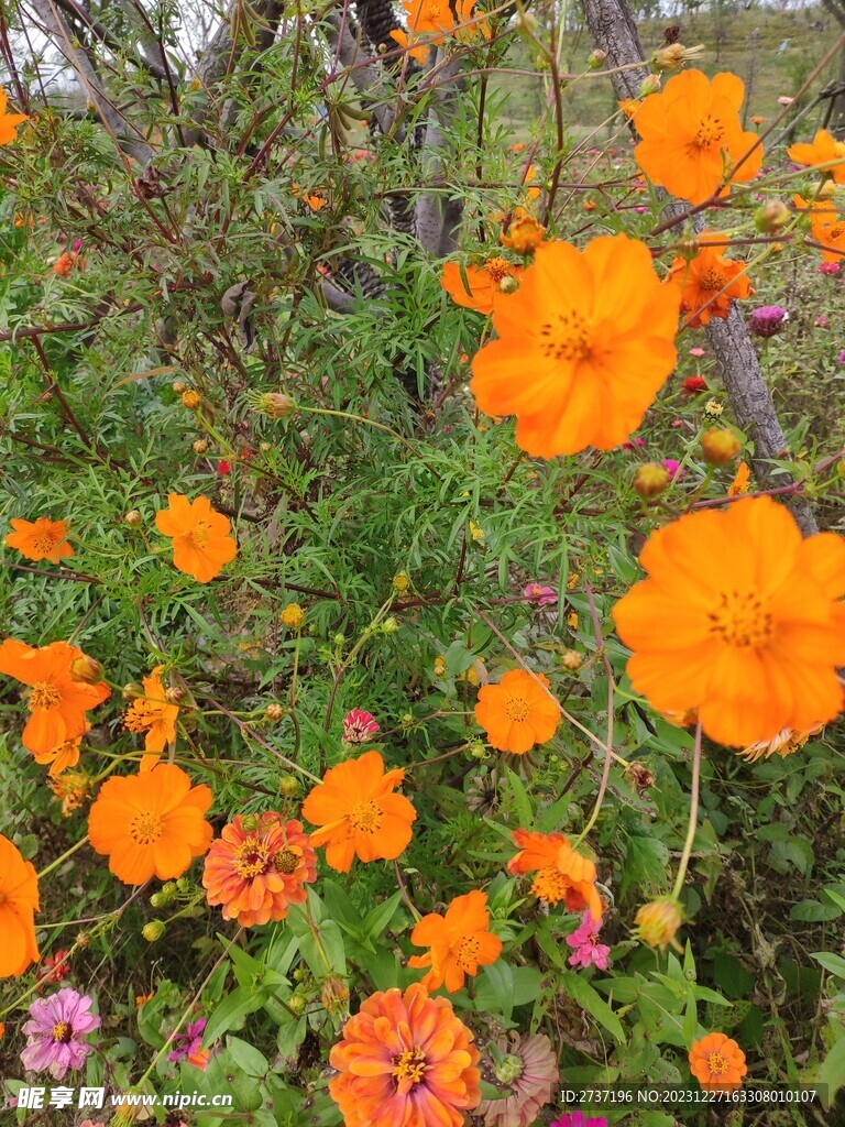 橙色的花