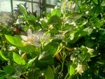 鲜花