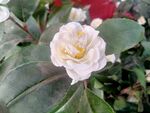 鲜花