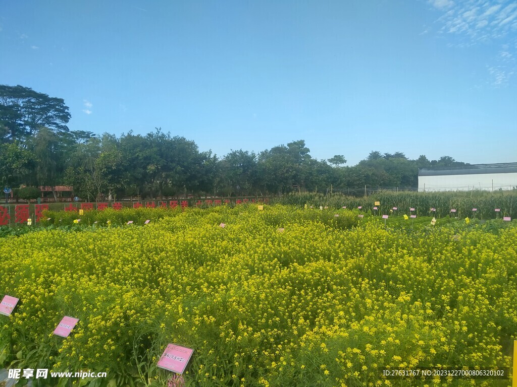 菜地