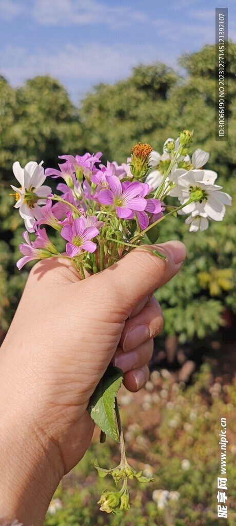 红花酢浆草