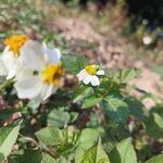 鬼针草 