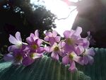 小花 