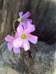 小花 