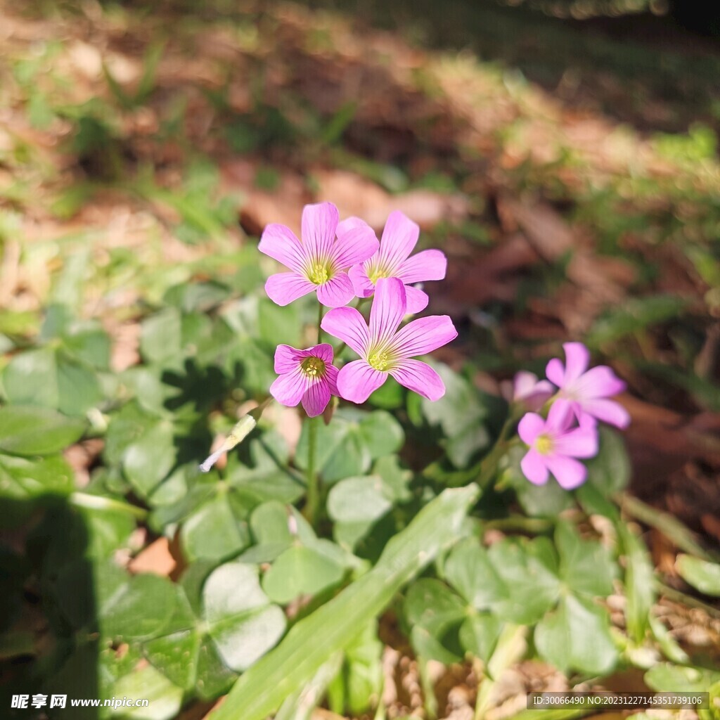 红花酢浆草