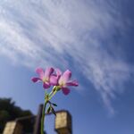 红花酢浆草 
