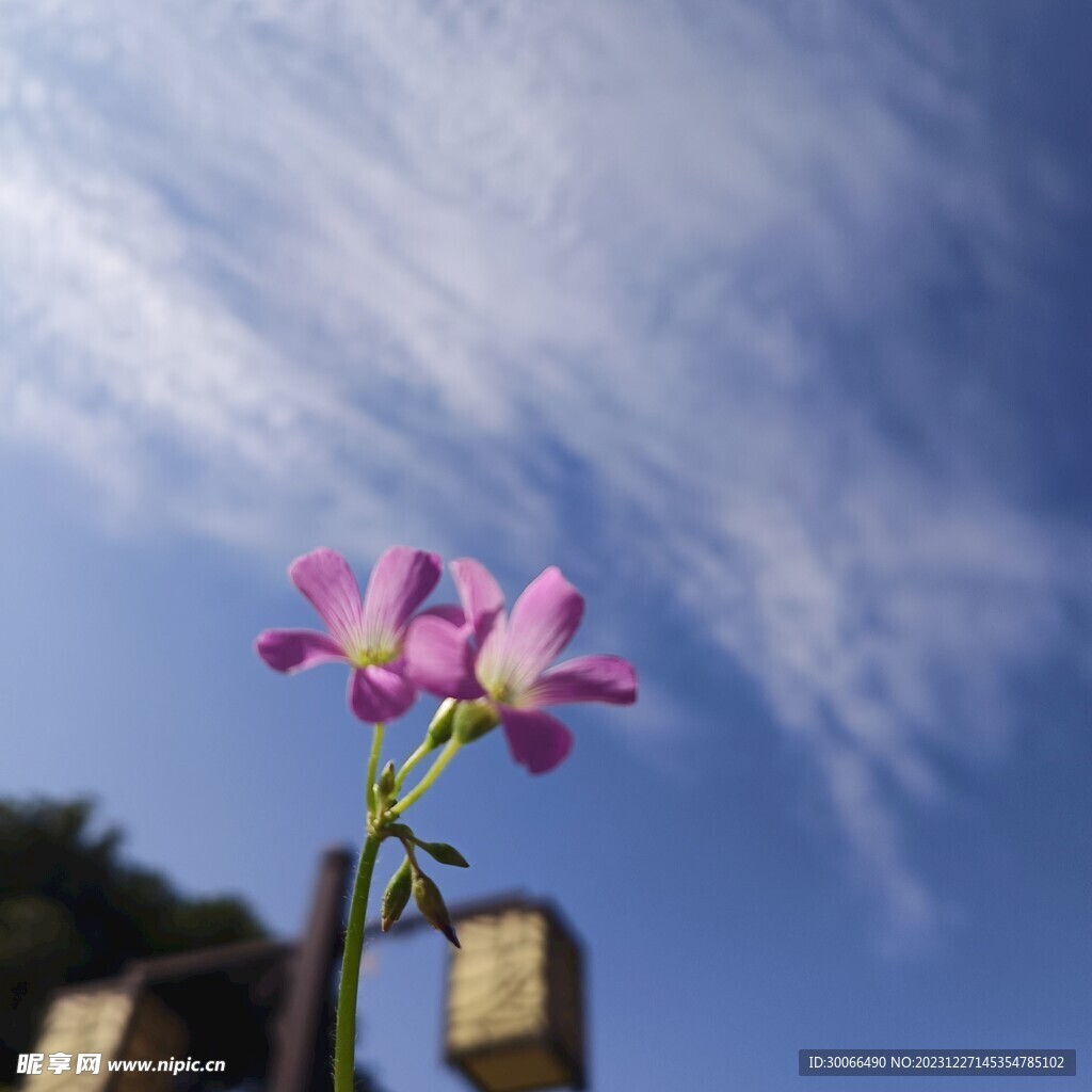 红花酢浆草 