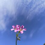 红花酢浆草