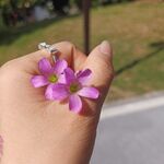 红花酢浆草 