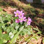 红花酢浆草