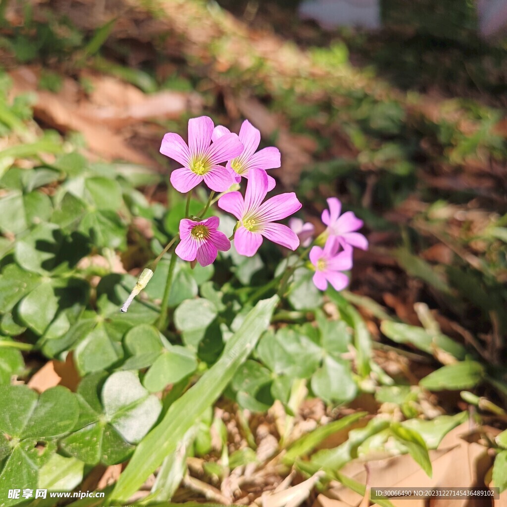 红花酢浆草