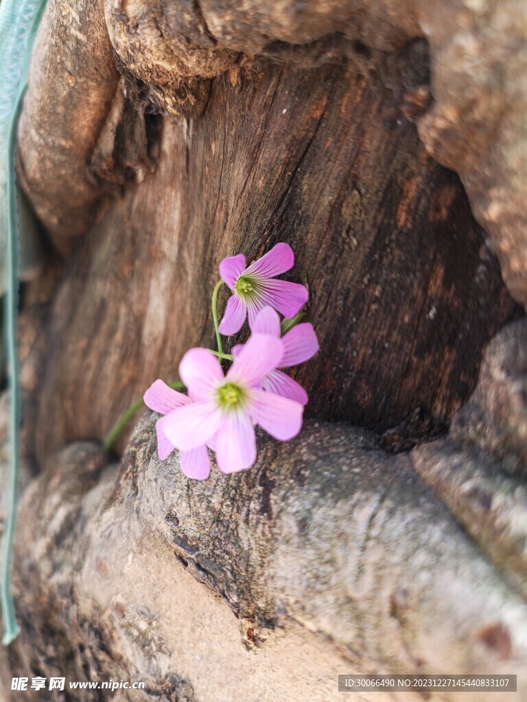 红花酢浆草 