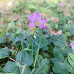 红花酢浆草