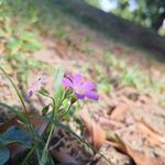 红花酢浆草 