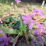 红花酢浆草