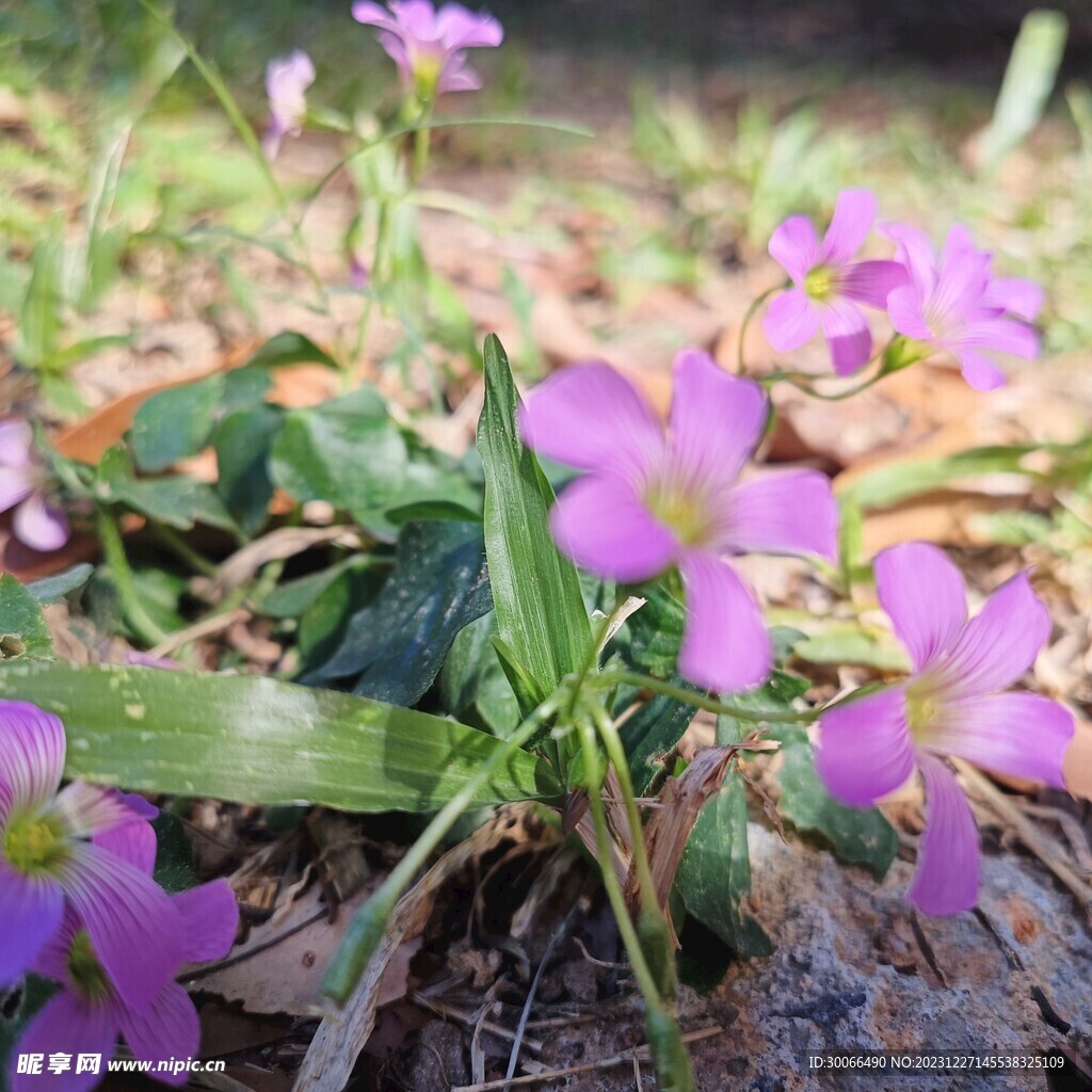 红花酢浆草