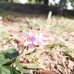红花酢浆草 
