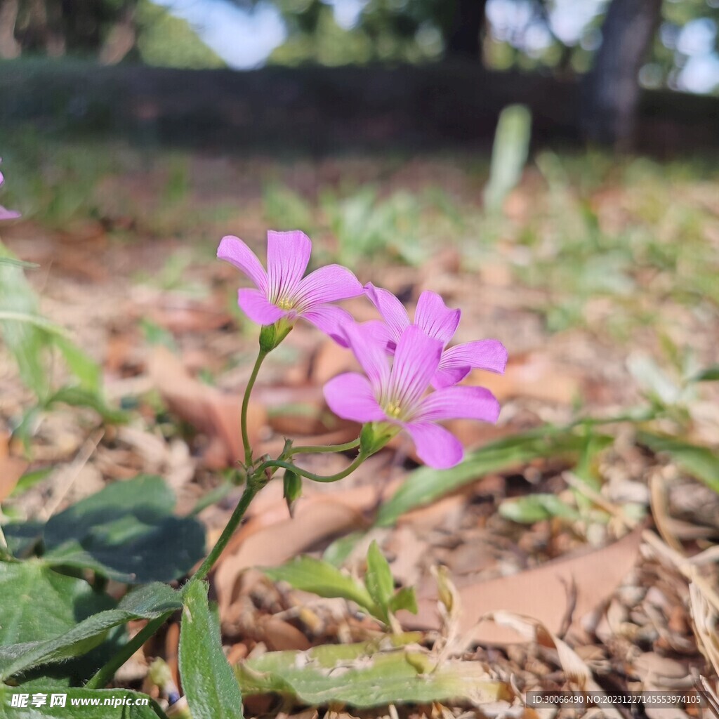 红花酢浆草 