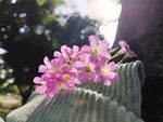 红花酢浆草