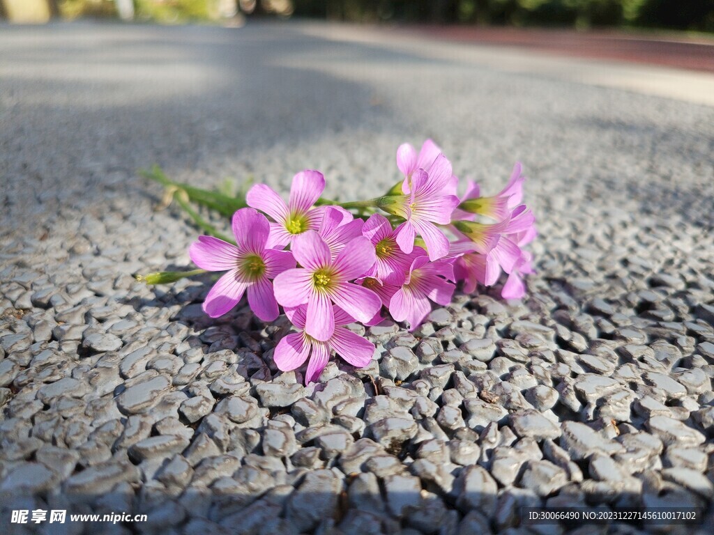 红花酢浆草