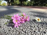 红花酢浆草