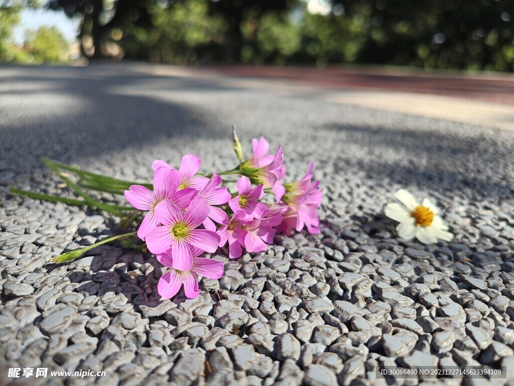 红花酢浆草