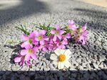 红花酢浆草