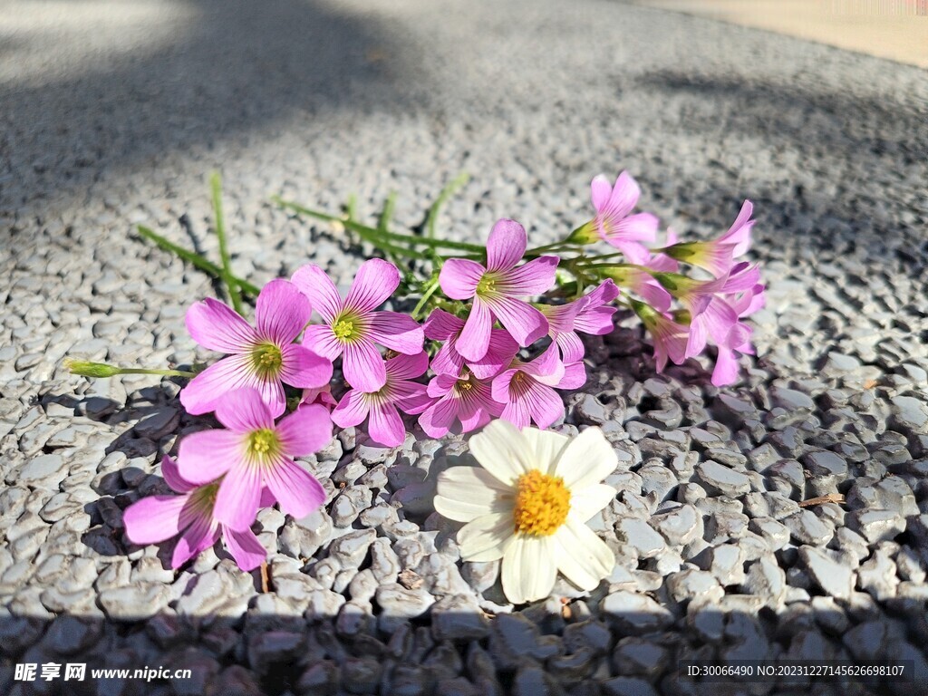 红花酢浆草