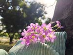 红花酢浆草